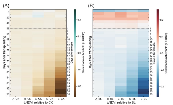 Fig. 3. Heatmaps of normalized difference vegetation index (NDVI) deviation under different brown planthopper (BPH) infestation densities relative to the control and rice near border (BL) groups. (A) shows the ΔNDVI of each treatment group relative to the control (CK), and (B) shows the ΔNDVI relative to the rice near border group (BL). The x-axis represents treatment groups, the left y-axis indicates days after transplanting, and the right y-axis indicates days after BPH release. The gray dashed line marks the infestation day. The color scale represents the degree of deviation from the natural variation threshold (± 0.0135), with a symmetric diverging palette. These heatmaps visualize the temporal dynamics and severity of rice growth suppression under different infestation densities, providing a reference for damage assessment and early-warning decisions based on the natural variation threshold.