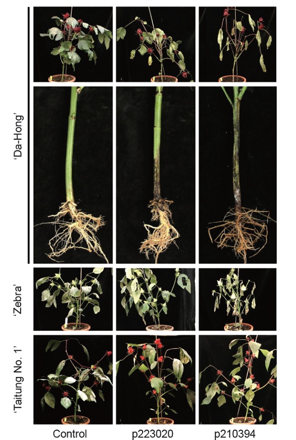 Fig. 3. Pathogenicity test of <i>Phytophthora nicotianae</i> (isolates p223020 and p210394) on roselle cultivars. The tested cultivars included ‘Da-Hong’, ‘Zebra’, and ‘Taitung No. 1’. Twelve-week-old roselle plants were wounded at the basal stem and inoculated with 10 mL of zoospore suspension (10<sup>5</sup> zoospores mL<sup>-1</sup>) of each tested isolates. Each treatment included 5 replicates, and the experiment was repeated twice. Control plants were inoculated with sterile water. Disease symptoms were recorded 2 wk post-inoculation.